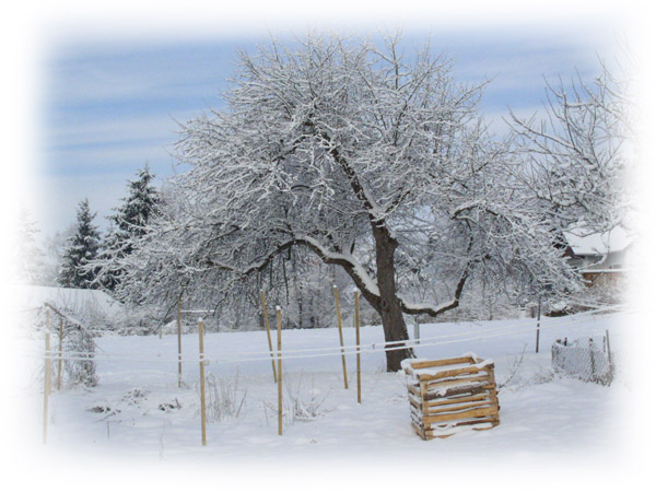 532_apple-tree-in-winter.jpg